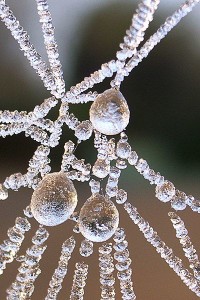 iceweb